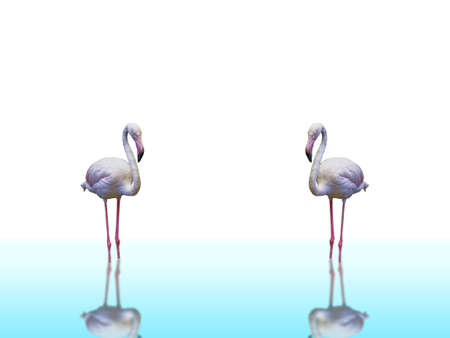 Flamingos Standing in Shallow Water with Reflection Effect Isolated on Whiteの写真素材