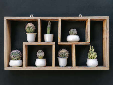 Set of Potted Cacti on Wooden Shelf Against Dark Wallの写真素材