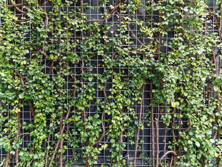 Green Climbing Plants Over Steel Wire Mesh Wallの写真素材