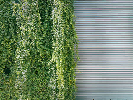 Green Climbing Plants Covering Half of Collapsible Steel Door