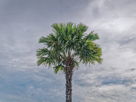 Palm Tree Against Dark Cloudy Skyの写真素材
