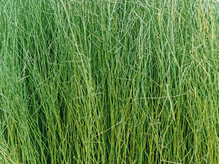 Full Frame Texture Background of Green Reedsの写真素材
