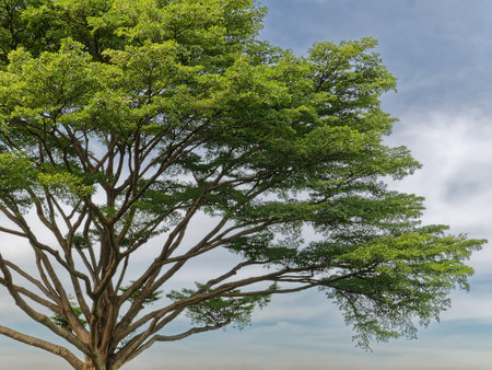 Large Tree with Branches Against Cloudy Blue Sky