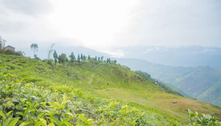View of himalayan tea estate around darjeeling in north bengal shot in shallow shutter speed....