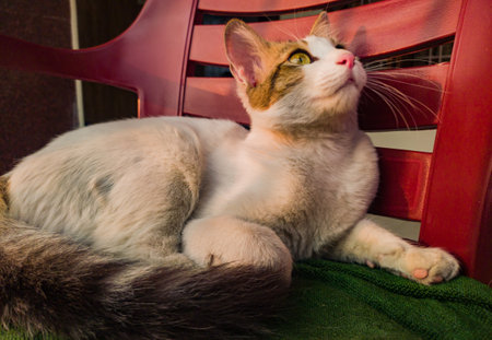 adorable white pet cat with yellow eyes sitting on a chair in winter sunlight peacefully. close up shot. copy space background.の写真素材