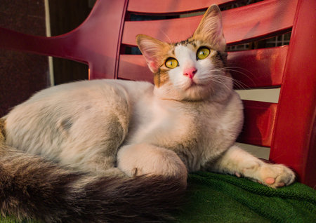 adorable white pet cat with yellow eyes sitting on a chair in winter sunlight peacefully. close up shot. copy space background.の写真素材