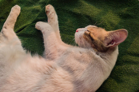 adorable white pet cat sleeping peacefully under winter sunlight. green background.copy space background.の写真素材