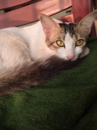 adorable white pet cat with yellow eyes sitting on a chair in winter sunlight peacefully. close up...
