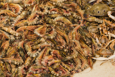tiger shrimps or tiger prawns kept in a pile to be sold in fish market of india.の写真素材