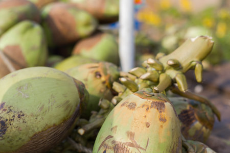 green tender coconut kept near sea beach for selling coconut water. Coconut water is healthy refreshing summer drink.の写真素材