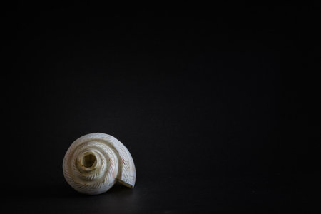 puja essential white conch shell. symbolic to the rituals during hindu religious festivals like durga puja.の写真素材