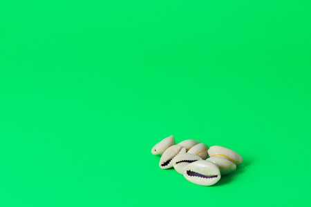 cowri shells kept together as part of Hindu puja rituals. these mollusk shells were used as currency in the past.の写真素材