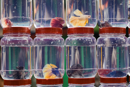 colorful moon-tail betta fish are kept in small containers for sale in pet store or market. Popular ornamental fish among pet enthusiastsの写真素材