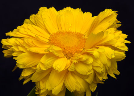 Close up shot of yellow nodoc calendula or pot marigold flower with dew drops on its petals. Studio shot taken in dark background with full depth of field.の写真素材
