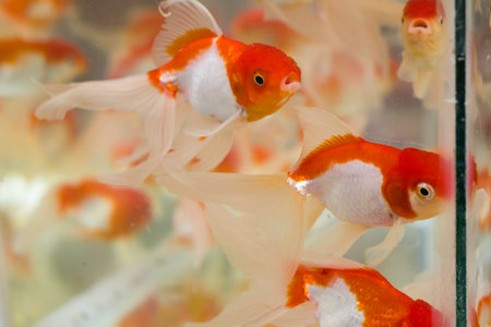 Closeup shot of red cap oranda goldfish kept in an aquarium of pet shop or fish store. This popular ornamental fish has silver white body and red patches near head.の写真素材