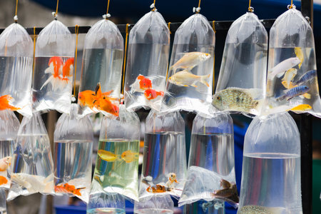 Various colorful ornamental fish are kept in inflated transparent plastic bags for sale in pet store or market.の写真素材