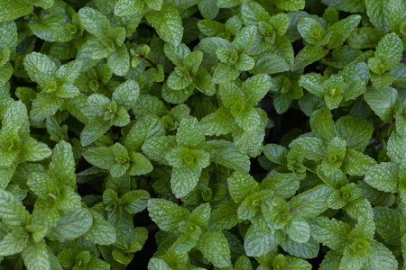 Mint leaves background. Green leaves of pudina plant densely grown. Shot taken from top.