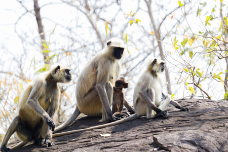 A family of gray langurs or Hanuman langurs sitting on rock during daytime. This species of langur monkeys or Semnopithecus entellus is very commonly found in Indian sub-continent.の写真素材