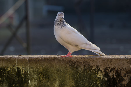 White and black spotted rock pigeon or rock dove sitting on wall of a building in urban locality.の写真素材