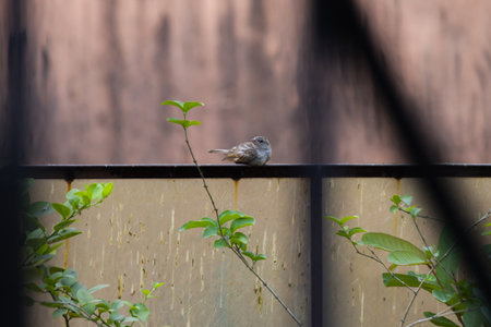 Female house sparrow or Passer domesticus sitting on a fence of garden. It is a small bird commonly found in urban and rural areas of India and worldwide.の写真素材