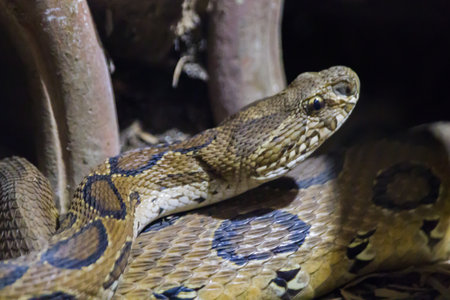 Russell's viper snake raising its head for movement or hunting prey. It is a pit viper commonly...