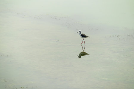 Black winged stilt or pied stilt bird walking on shallow water body or lake in search of food. These small migratory Birds have long pink legs and white body with black wings.の写真素材