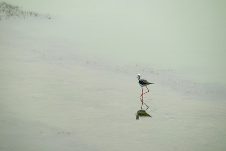 Black winged stilt or pied stilt bird walking on shallow water body or lake in search of food. These small migratory Birds have long pink legs and white body with black wings.の写真素材