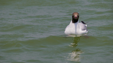 brown-hooded gull is swimming in the lake water. This is a migratory bird mostly found in South America. It has red beak and legs. Mostly feeds on fish.の写真素材