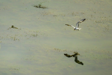 Tern or sternidae birds are flying over a shallow vegetated water of a coastal lake for feeding on...