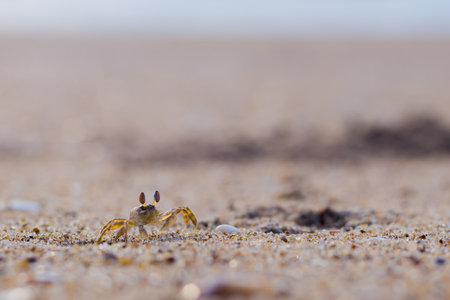 A ghost crab roamin on sand of sea beach near its burrow.の写真素材