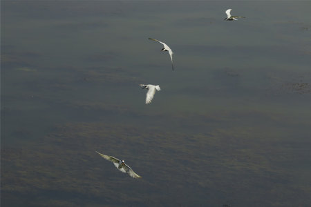Tern or sternidae birds are flying over a shallow vegetated water of a coastal lake for feeding on fish during daytime.の写真素材