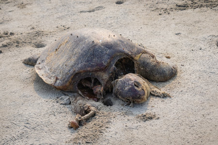 Dead turtle carcass washed ashore on sea beach. The species is of olive Ridley turtle which comes...