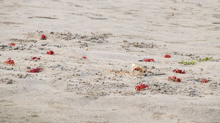 Red ghost crabs or ocypode macrocera coming out of its sandy burrows to feed on an animal carcass on sandy beach or tidal zones. It has white eye and bright red body.の写真素材