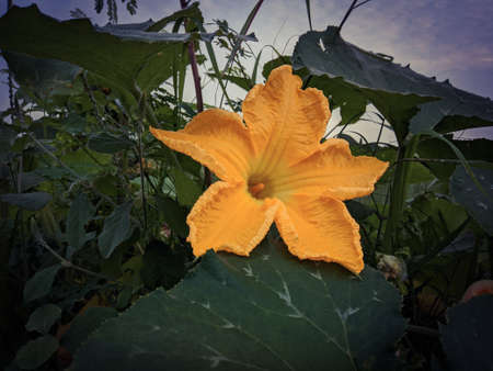 beautiful flower in orange color