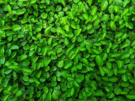 small green leaves for the background