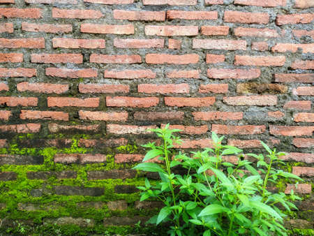 a red brick wall and a small plant underneathの写真素材