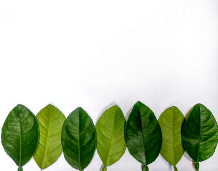 lime leaves lined up against a white backgroundの写真素材
