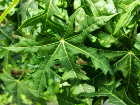 green papaya leaf background. top view