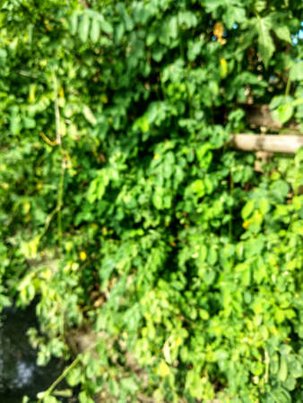 camera-style blur effect, front blur green blurry
