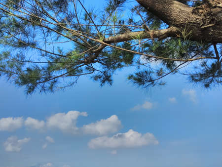 Blue sky with white clouds of spruce trees