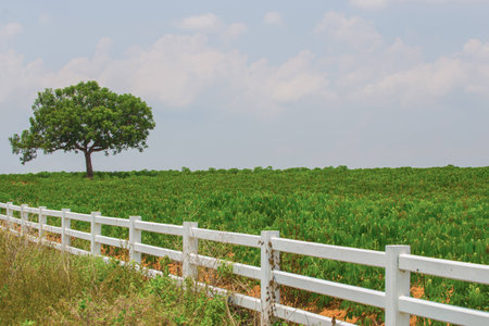 Tree and cassava field on blue sky backgroundの写真素材