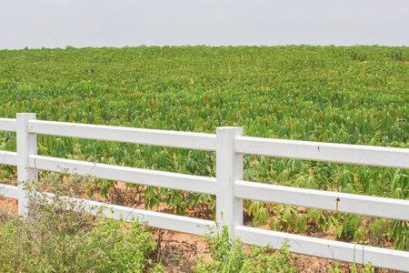 fence and cassavaの写真素材