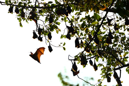 The bat on the sky in the forest of Thailand