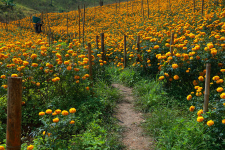 Countryside flower at Tak province of Thailandの写真素材