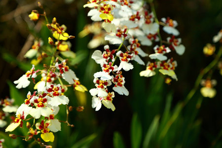 tropical  beautiful  orchid  in Nakhonprathom province of Thailand の写真素材
