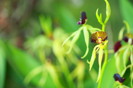 tropical  beautiful  orchid  in orchid  festival   of Thailandの写真素材