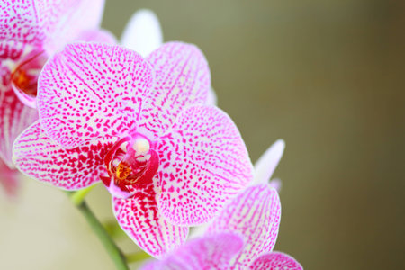 tropical  beautiful  orchid  in orchid  festival   of Thailandの写真素材