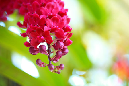 tropical  beautiful  orchid  in orchid  festival   of Thailandの写真素材