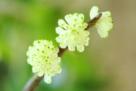 tropical  beautiful  orchid  in orchid  festival   of Thailandの写真素材