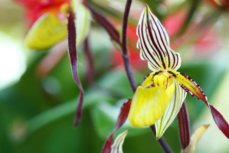 tropical  beautiful  orchid  in orchid  festival   of Thailandの写真素材